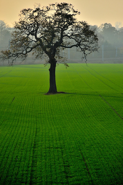 One tree Hill. By R J Watson (Explored)