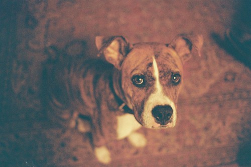 無料写真素材|動物|犬・イヌ
