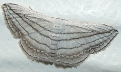Geometrid moth (Scopula opicata)