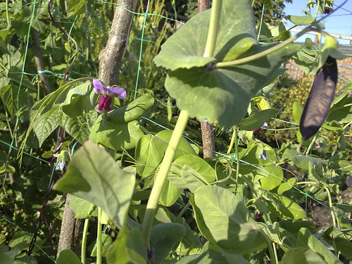 2011_07_06_Allotment_Pea_Carruthers-Purple-podded