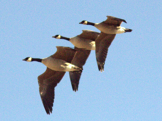 Canada Geese 20111110