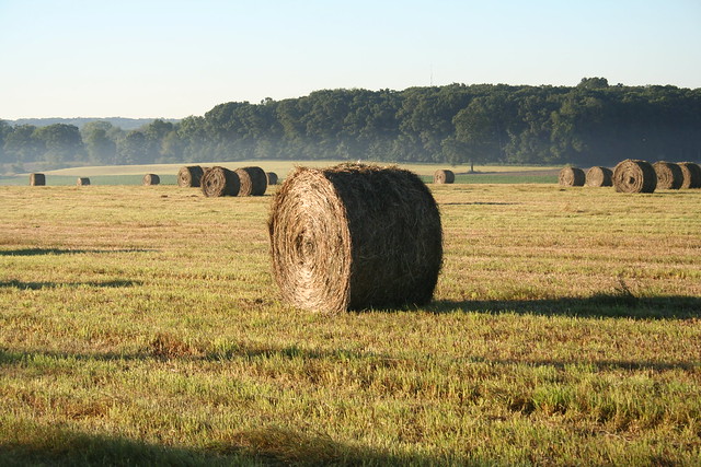 Hay Bales in the Morning Mist, July 2010