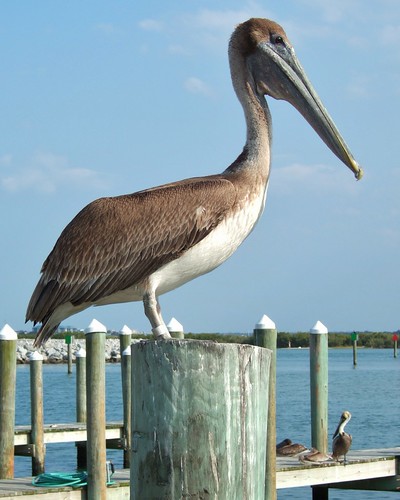 Ponce de Leon Inlet - Pelican by DougRobertson
