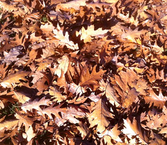 Oak Leaves (Posterized Photo) by randubnick