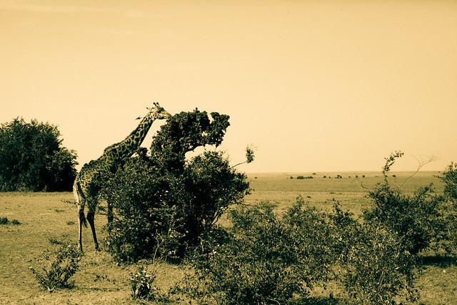 Giraffes (5)