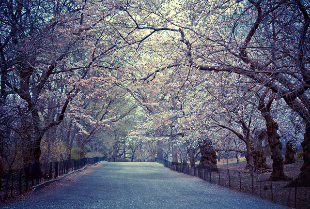 Cherry Blossoms - Spring - Central Park - New York City