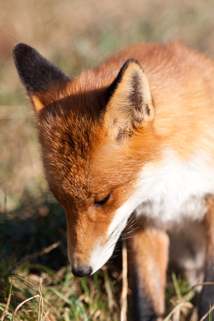 A Sad Fox
