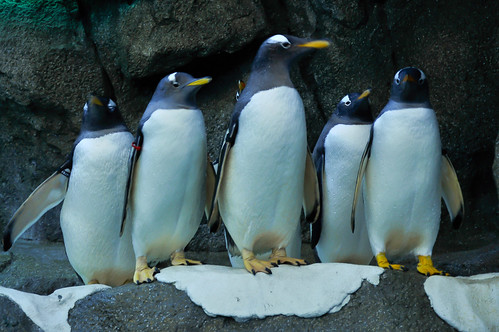 Gentoo penguins by picniki