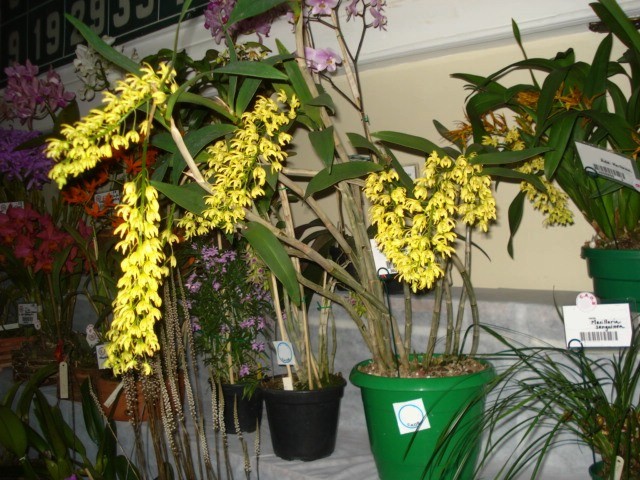 Dendrobium (speciosum x gracilicaule)