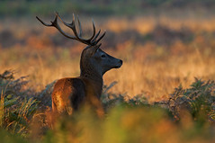  Red deer (Cervus elaphus)  