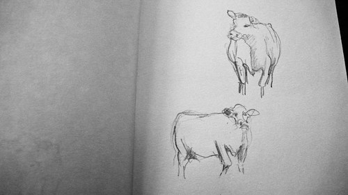 Cow. Drawing.