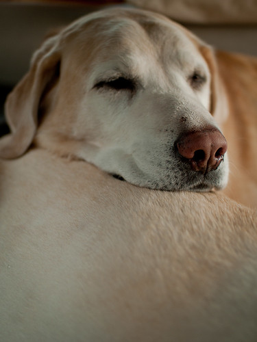 Labrador Pillow