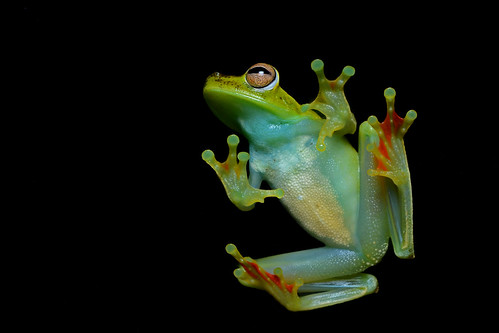  無料写真素材, 動物 , 両生類, 蛙・カエル  