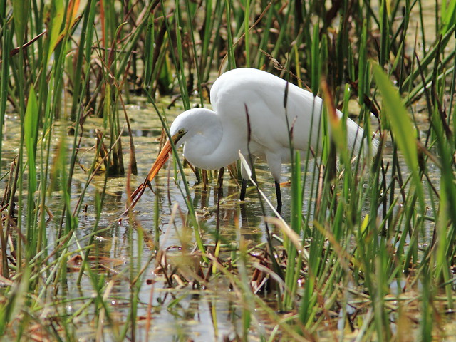 Great Egret with fish and salad 20120318