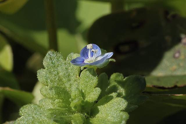 Very tiny blue flower