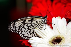 butterfly & flower