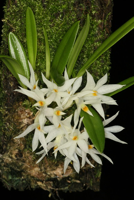 Dendrobium masarangense ssp thionanthum 1256