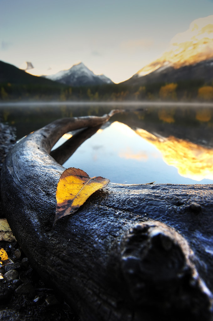fallen leaf in front of wedge pond