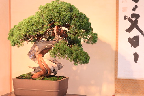 真柏 明星 Shimpaku "Myojyo" (Japanese Juniper) - 盆栽美術館 - bonsai museum