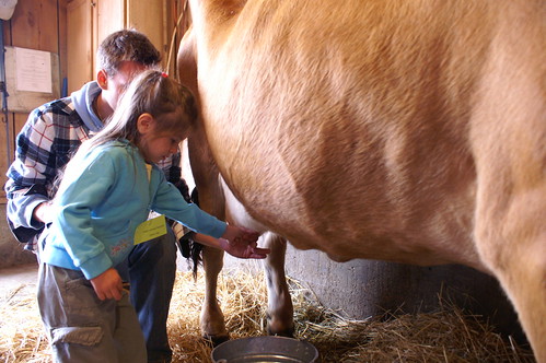 Ashlynn milking the cow.