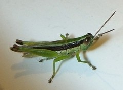 Grasshopper (C)