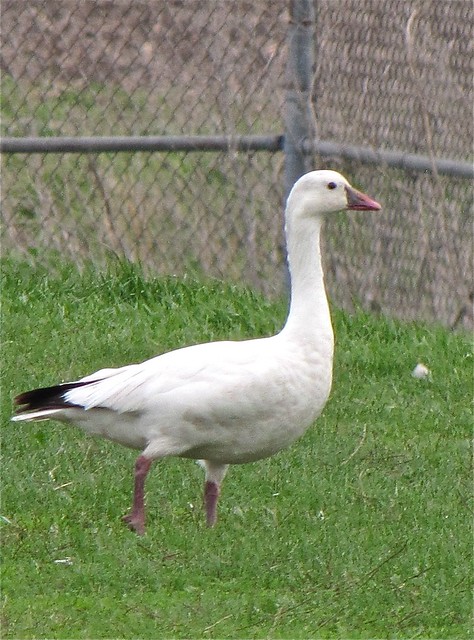 Ross's Goose at Gridley Wastewater Treatment Ponds 01