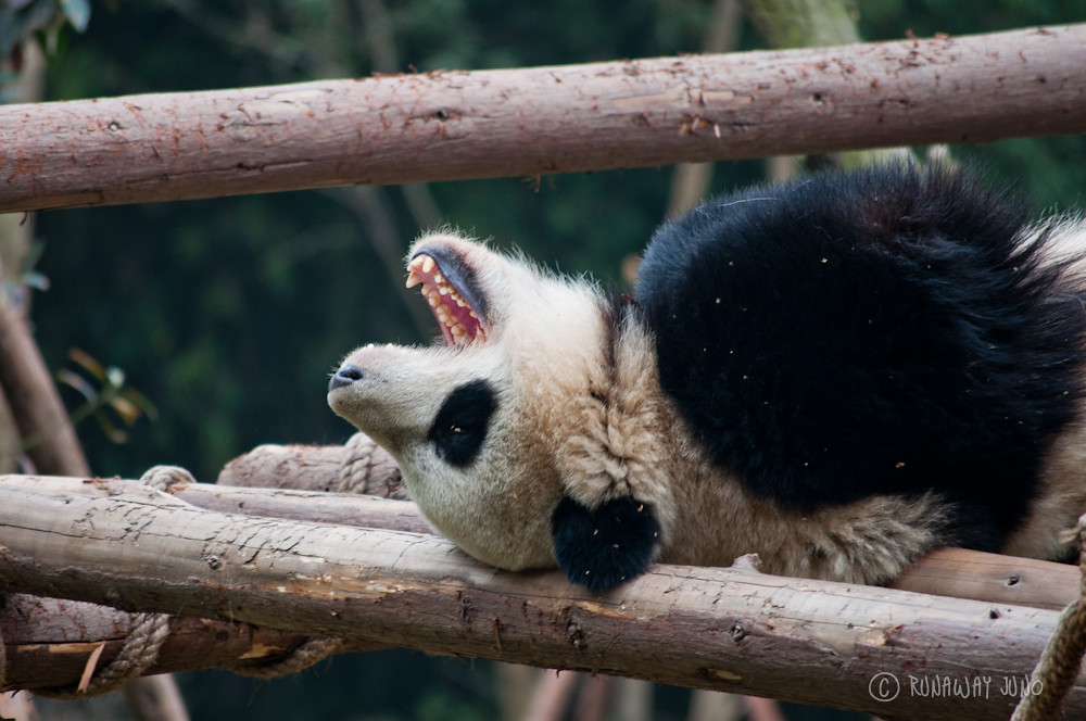 Cup_Panda_sleeping_Chengdu_Sichuan_China