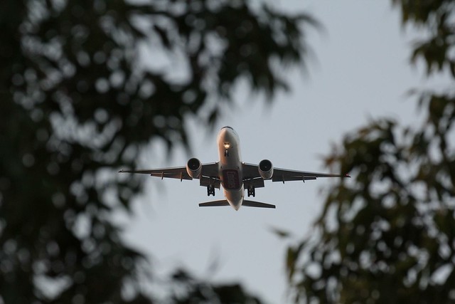 Incoming plane framed by leaves - Emirates  "Sky Cargo" Boeing 777-F1H A6-EFF