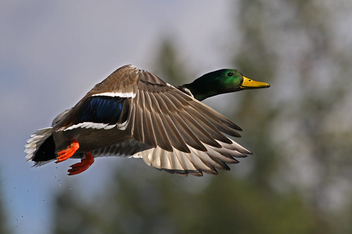 Greenhead on the Wing  ~Explored~