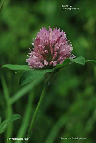 Red Clover - Trifolium pratense