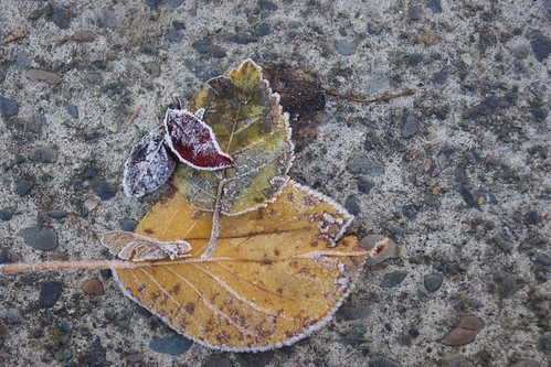 Frosty Leaf 8