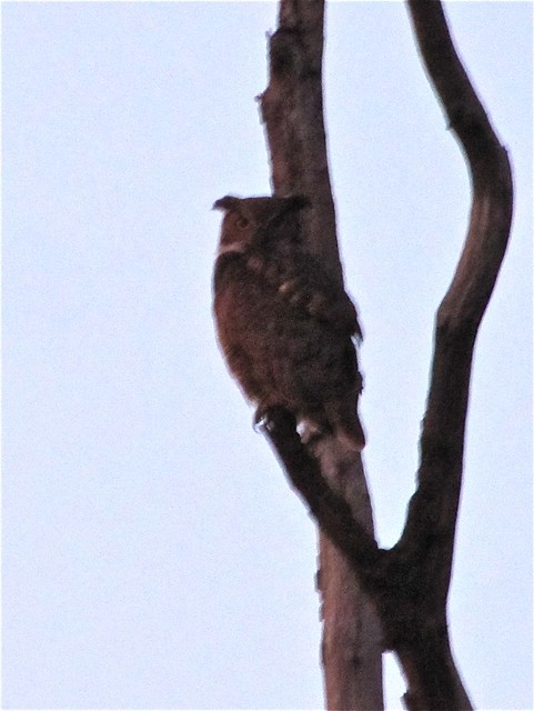 Great Horned Owl at Evergreen Lake