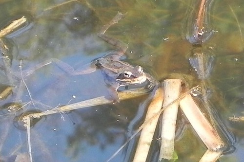 First Herp of 2012- Green Frog!