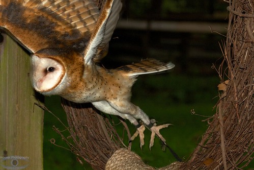 We gotta get outta here, Barn Owl Flight from Tether 1231