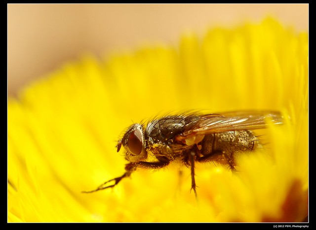 Fly Pollinator