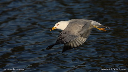 Ring-billed Gull - radiating spirit from wings