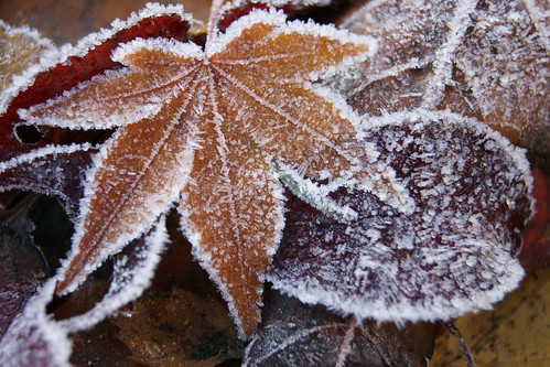 Frosty Leaf 5