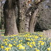 Daffodils Beneath Trees