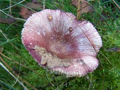 Cannock Chase Fungi 15th October 2011