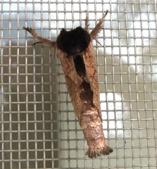 Notodontid moth (Clostera sp.)