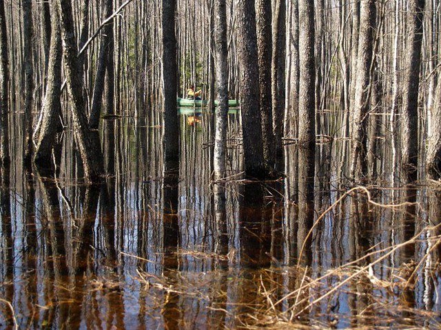 Canoeing in the Flooded Forest