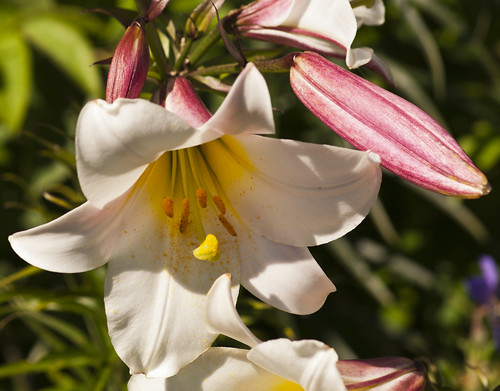 Lovely Lily - Copyright R.Weal 2011