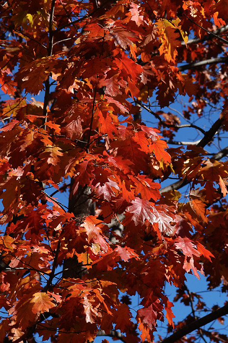oak leaves 2