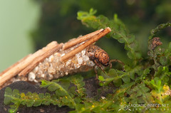 Case-building caddisfly larvae (Trichoptera)
