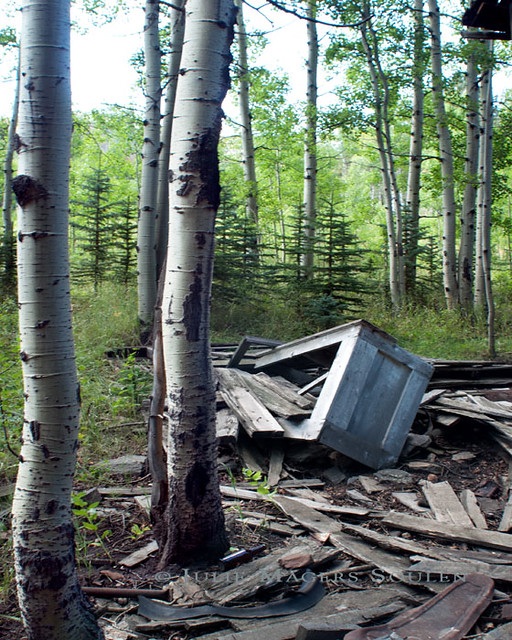 Ruins of a derelict mountain cabin spew out into an aspen and pine forest in the remote northern Colorado Rocky Mountains.
