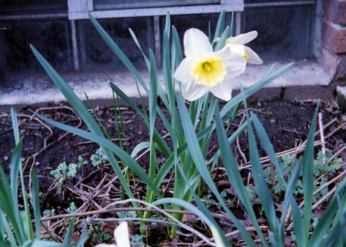 First Bloomed Daffodil 