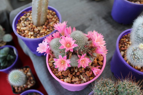 Cactus in flower, Rocklea Sunday market by tanetahi