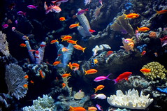 Long Beach Aquarium of the Pacific