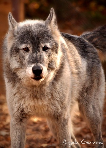 Grey Wolf by A G Photos