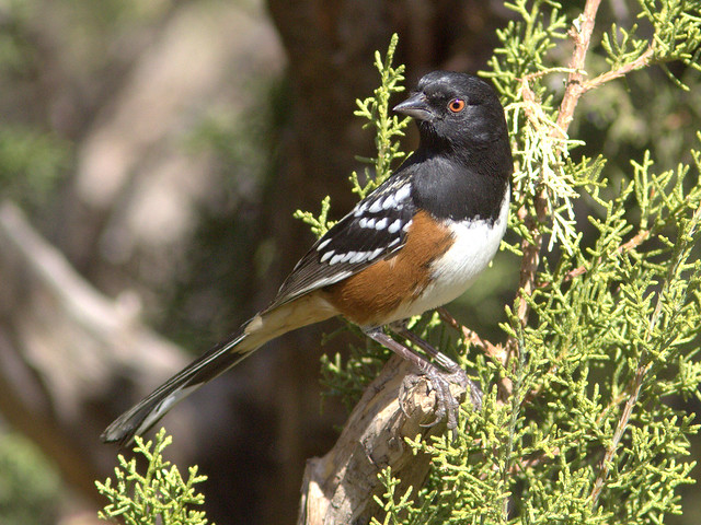 Spotted Towhee 20111112